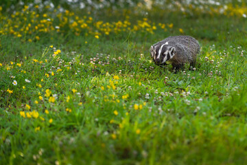 North American Badger (Taxidea taxus) Runs Across Wildflower Field Summer