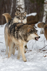 Wolf (Canis lupus) Bares Teeth at Chasing Packmates Winter