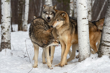 Fototapeta na wymiar Wolf (Canis lupus) Pack Together Middle One Snarling Winter