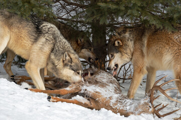 Wolves (Canis lupus) Bare Teeth At Each Other While Pulling Fur From Body of White-Tail Deer Winter