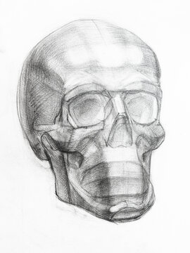 academic drawing - gypsum model of human skull hand drawn by regular pencil on white paper
