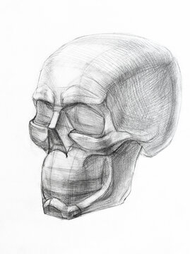 academic drawing - shape of human skull hand drawn by regular pencil on white paper