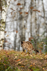 Fototapeta na wymiar Cougar Kitten (Puma concolor) Walks Away Up Forest Embankment Autumn