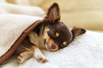 毛布をかけて眠るチワワの子犬