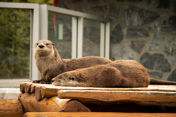 River Otters Sunning Themselves On Platform, Sleeping in Zoo Exhibit