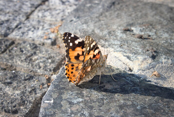 One butterfly Vanessa cardui. Painted Lady on stone background. Cosmopolitan. Spread wings of a beautiful insect.