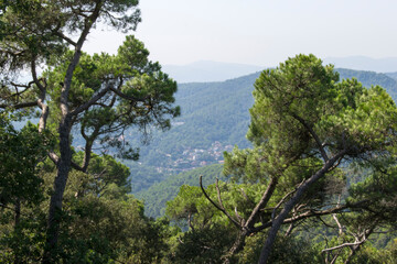 Fototapeta na wymiar pine tree on the mountain