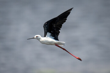 Black-winged stilt flies in sunshine raising wings