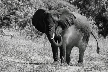 Mono African elephant squirts dust over himself