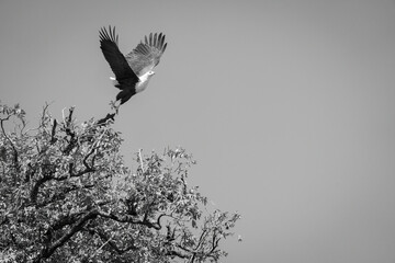 Mono African fish eagle flying from tree