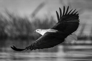 Mono African fish eagle glides over river