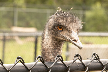 Closeup of Emu Looking Over a Zoo Fence