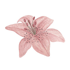 Delicate dusky pink lily flower isolated hand drawn watercolor illustration garden plant simple drawing for greeting cards, invitations