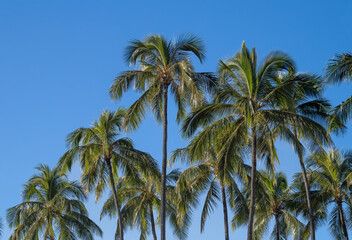 Fototapeta na wymiar Coconut Palm Tree Grove Against Blue Sky.