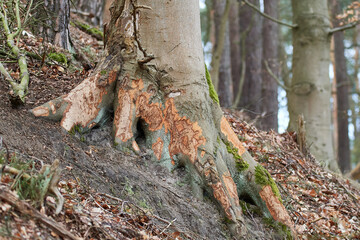 Obraz premium Biberspuren an einer Buche an einem See in Brandenburg