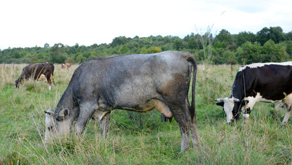 Herd of cows in the pasture