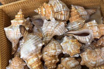 Seashells in a wooden box