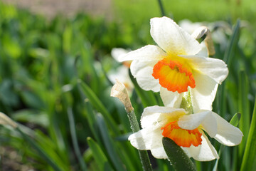 Daffodils grow in the ground