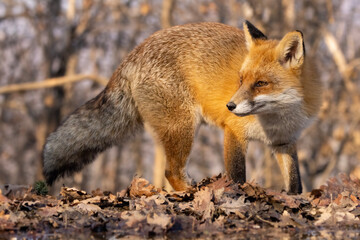 volpe rossa in inverno nel bosco