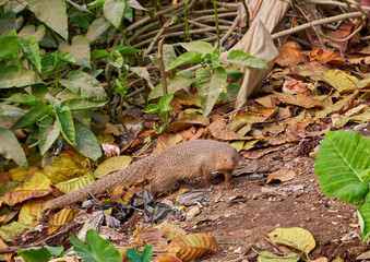 Mongoose amidst vegetation
