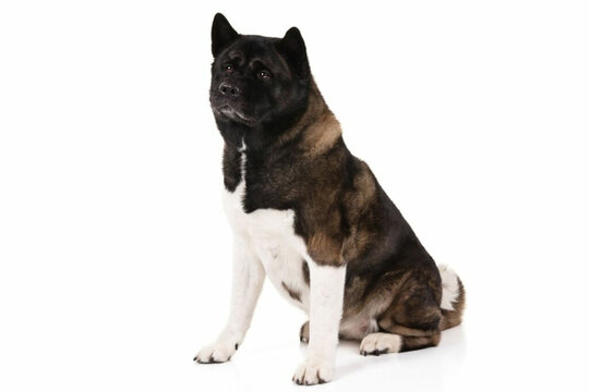 akita GCH Female