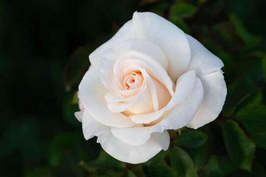 White roses blooming beautifully outdoors on a blurred background