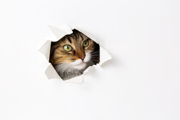 Cute tabby cat animal climbs out with paw of paper hole frame isolated on white color background....