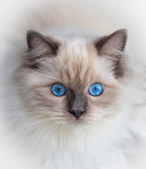 Cute pet ragdoll cat. Pet animal.