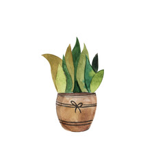 Green cactus in a pot,tropical plants, watercolor drawing on an isolated white background