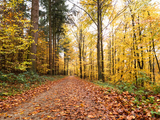Waldweg mit Blättern und Bäume mit gelbem Laub im Herbst