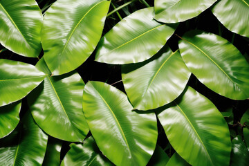 Close up photo of a bunch of tropical green leaves
