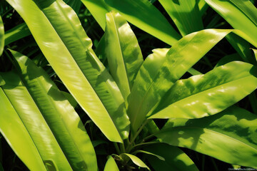 Naklejka na ściany i meble Close up photo of a bunch of tropical green leaves