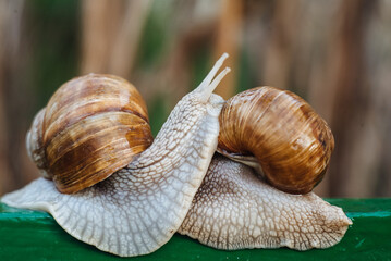 Helix pomatia (Roman snail, Burgundy snail, edible snail, escargot) is a species of large, edible, air-breathing land snail. Gastropods. Two land snails during mating. Fauna of Ukraine