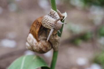 Helix pomatia also Roman snail, Burgundy snail, edible snail or escargot. Snail Muller gliding on the wet leaves. Large white mollusk snails with brown striped shell, crawling on vegetables.