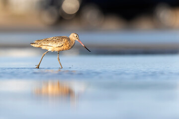 A marbled godwit (Limosa fedoa) foraging at the wetlands of Texas South Padre Island.