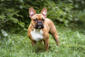Portrait of young french bulldog dog on green grass in forest - obrazy, fototapety, plakaty