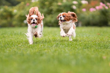 Two active cavalier king charles spaniel dogs running on green grass at summer park. Pets in motion