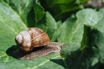 Helix pomatia also Roman snail, Burgundy snail, edible snail or escargot. Snail Muller gliding on the wet leaves. Large white mollusk snails with brown striped shell, crawling on vegetables.