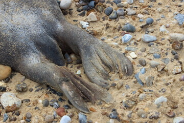 Dead Grey Seal Feet