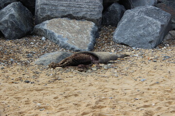 Headless Dead Seal on Beach - Spine Exposed