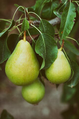 Ripe Pears Standing On Branch