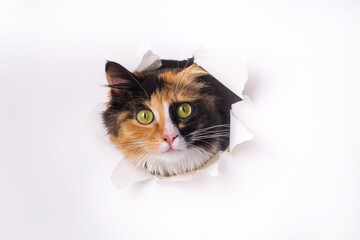 Cute calico cat animal climbs out with paw of paper hole frame isolated on white color background. Calico cat pet peeks out of hole with interest. Creative minimal concept.