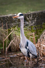 Grey Heron on the lookout for food