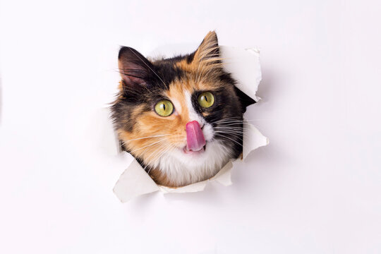 Cute calico cat animal climbs out with paw of paper hole frame isolated on white color background. Calico cat pet peeks out of hole with interest. Creative minimal concept.