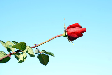 red rose on sky background. Red rose is a symbol of true love. Soft and selective focus.     