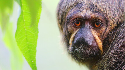 Monkey portrait from the South American rainforest. Sad animal affected by deforestation and climate change.
