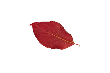 red leaves isolated,autumn red leaves from a tree on a white background