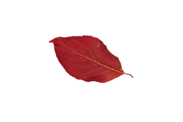 red leaves isolated,autumn red leaves from a tree on a white background
