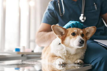 Close-up of corgi dog lying on medical table by young male veterinarian