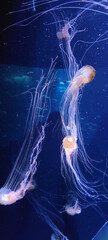 jellyfish in water